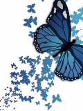 Mariposa Azul en Rama Azul