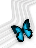 Una mariposa azul de fondos para mi celular