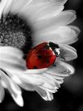 Girasol Blanco con insecto Rojo