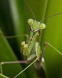 Mantis Religiosa