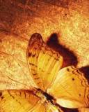 Mariposa Amarilla sobre la Roca