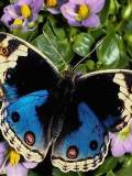 Mariposa Azul con flores Lilas