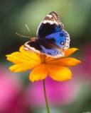 Mariposa azul en una flor