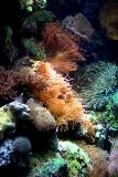 Corales Marinos