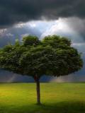 Árbol en la pradera