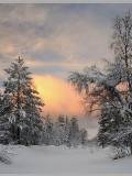 Camino en bosque cubierto de nieve