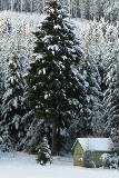 Pinos cubiertos de nieve