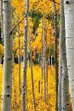 Bosque en Otoño