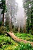 Bosque lleno de árboles