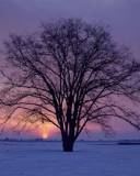 Atardecer en la Nieve con un Árbol