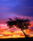 Un árbol al Atardecer