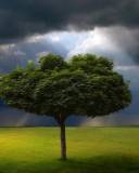 Árbol en una pradera