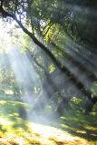 Luz solar en un bosque