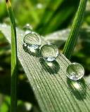 Tres gotas de agua sobre una hoja