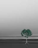 Arbol Solitario