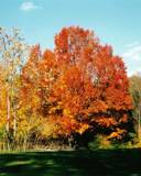 Árbol en otoño