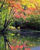 Árboles en otoño a la orilla de un Lago