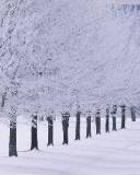 Hilera de árboles Nevados