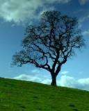 Fondo de un árbol en la pradera