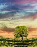 Baobab en la Pradera