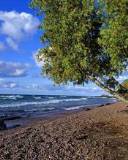 Árbol creciendo a la orilla de una Playa