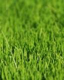 fondo para celular pasto verde