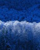 Bosque nevado visto a la luz de la Luna