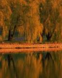 Bosque de Casuarinas a la orilla de un Lago