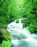 Cascada turbulenta en bosque Verde