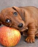 Perrito descansando sobre Manzana