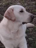 Hermoso Can Blanco