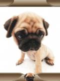 Cachorrito Pekinés