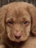 Cachorrito Carmelita