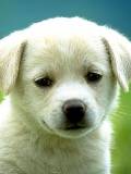 Hermoso Doggie