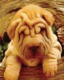 Fondo Cachorro Shar Pei