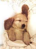 Cachorrito Dormilón