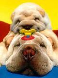Bebes de perro