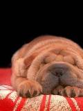 Cachorrito Shar Pei Durmiendo