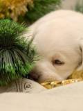 Cachorrito durmiendo en el Jardin