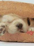 Cachorro asomando Hociquito