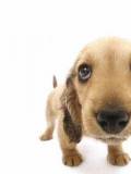 Cachorrito para Adoptar Digitalmente
