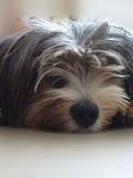 Perro Peluche Durmiendo