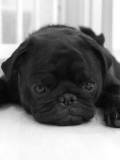 Cachorrito negro
