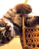 Gatico carmelita