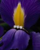 Flor Malva con Anillo