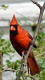 Ave Roja en el Campo