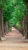 Imagen de un Camino en el Bosque