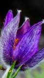 Flor Azul Natural