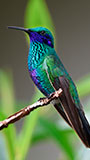 Colibrí descansando en una Rama