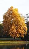 Un Árbol con las hojas Amarrilas en un Parque